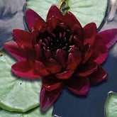 Nymphaea Aurora - Nuferi iazuri-acvarii.ro